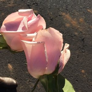 Meet your Posher, Lily